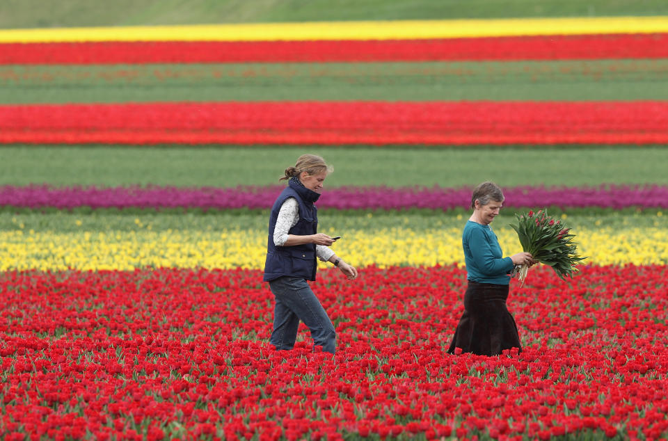 Tulips Blossom Near Magdeburg