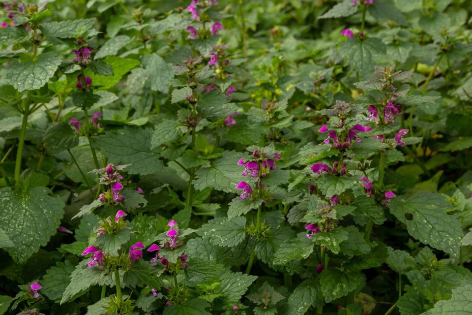 Dead Nettle