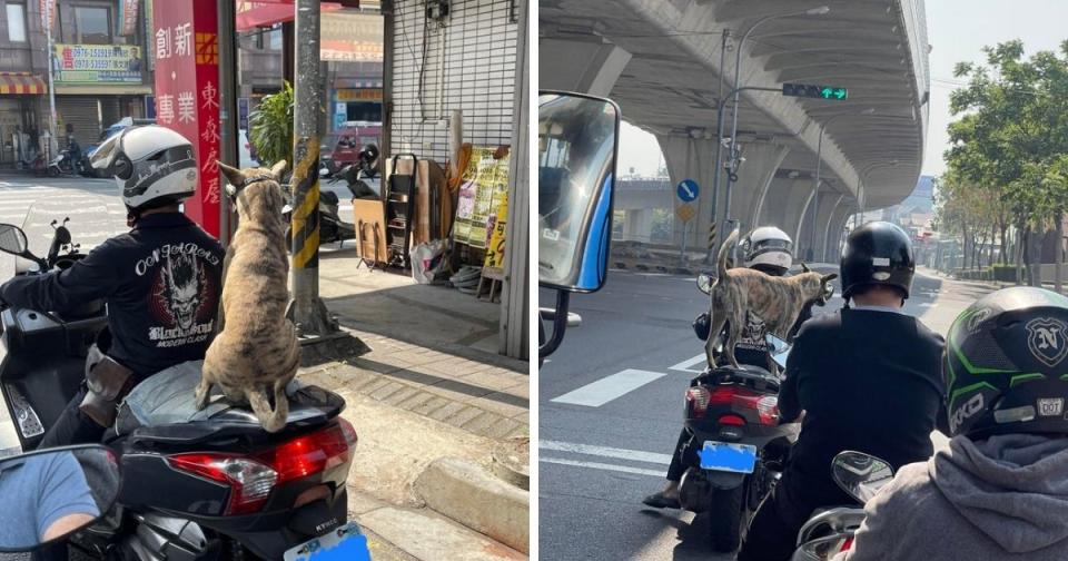 Many were worried about the dog’s safety as there was no harness to secure it to the scooter. (Photo courtesy of Diego Gonzalez)