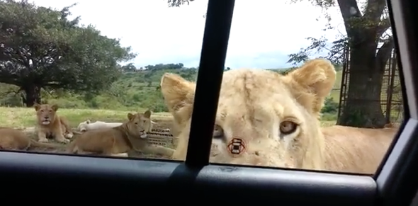 Family's terror as lion opens car door on safari (video)