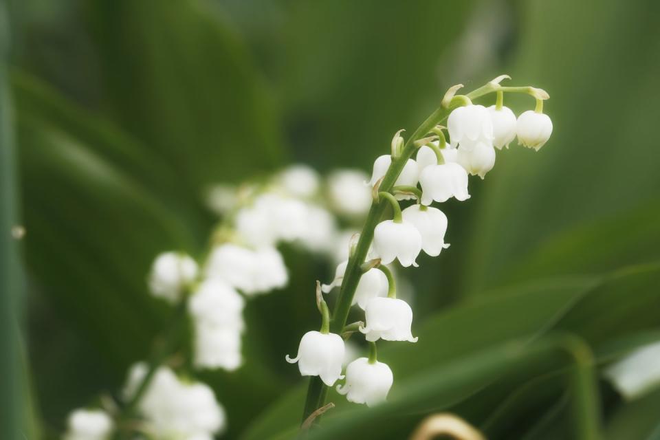 lily of the valley