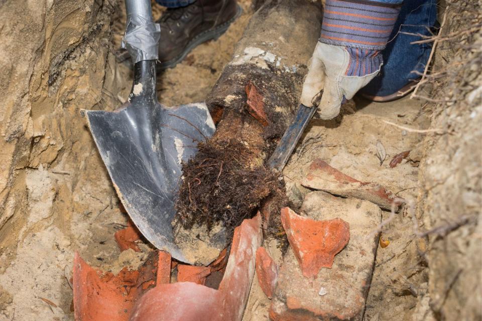 Tree Roots In Sewer Line