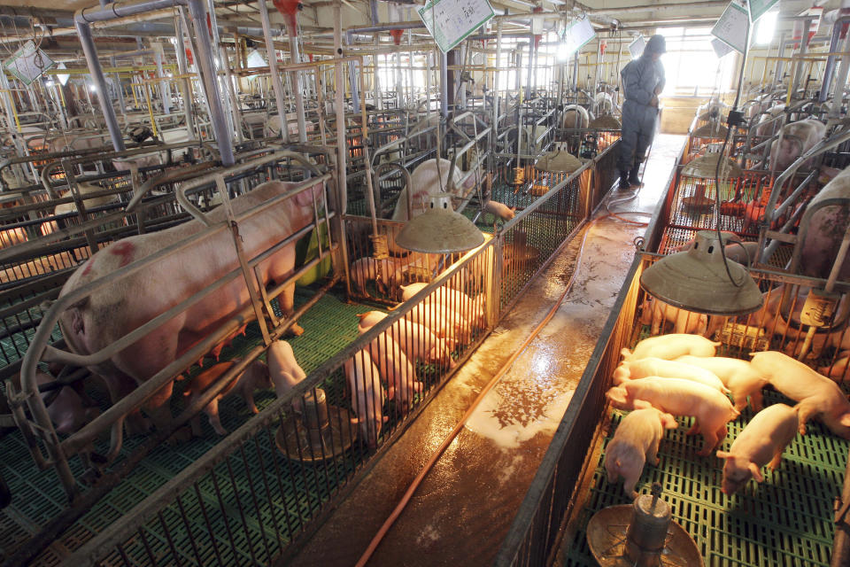 FILE - In this April 29, 2009, file photo, a South Korean farmer sprays disinfectant against a possible swine flu outbreak at a port farm in Paju, South Korea. South Korea is scrambling to prevent the spread of the highly contagious African swine fever on its pig herds after North Korea confirmed an outbreak at a farm near its border with China. (AP Photo/Yonhap, Lee Jung-hoon, File)