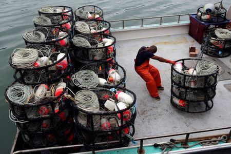 A fisherman loads crab pots onto a fishing vessel at Fishermen's Wharf ahead of the opening of the commercial Dungeness crab season, in San Francisco, California, U.S. November 14, 2013. REUTERS/Robert Galbraith/File Photo