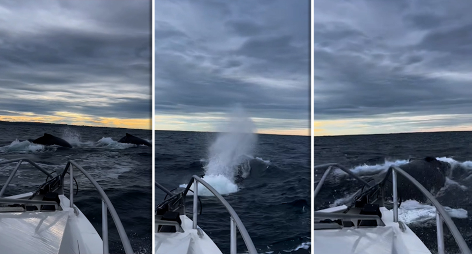 Stills from an Instagram video in which a boat came close to hitting a whale. Source: Instagram