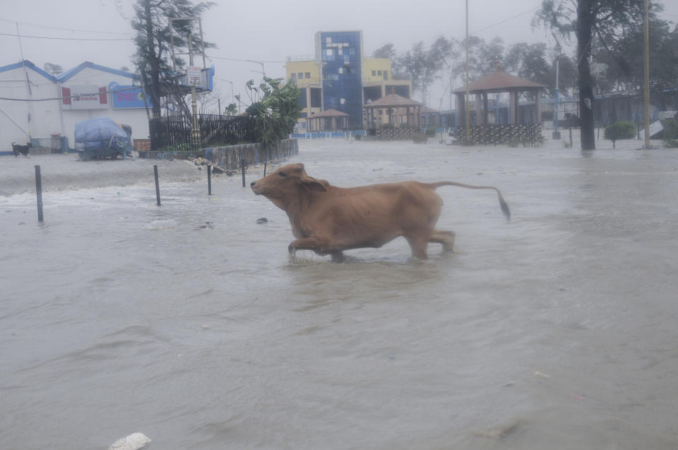 A cow runs through high tide water at the Digha beach on the Bay of Bengal coast as Cyclone Yaas intensifies in West Bengal state, India, Wednesday, May 26, 2021. Heavy rain and a high tide lashed parts of India's eastern coast as the cyclone pushed ashore Wednesday in an area where more than 1.1 million people have evacuated amid a devastating coronavirus surge. (AP Photo/Ashim Paul)