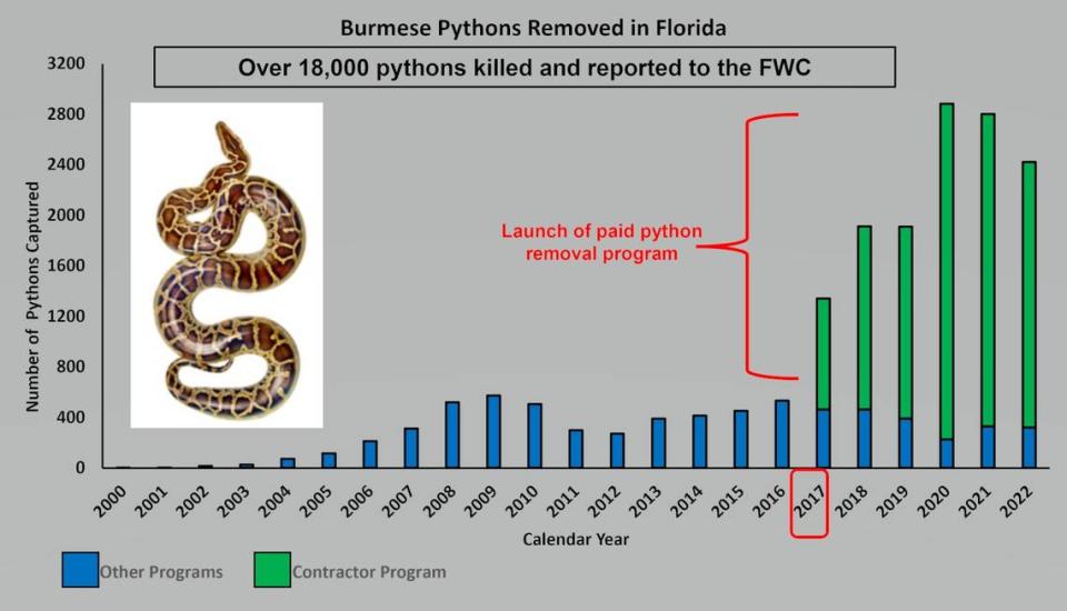 Florida has seen an increase in pythons killed ever since it started paying contractors year-round to eradicate the snakes in 2017.