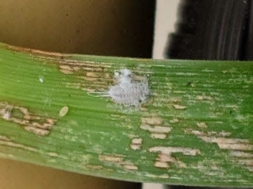 A mealybug on a plant leaf.