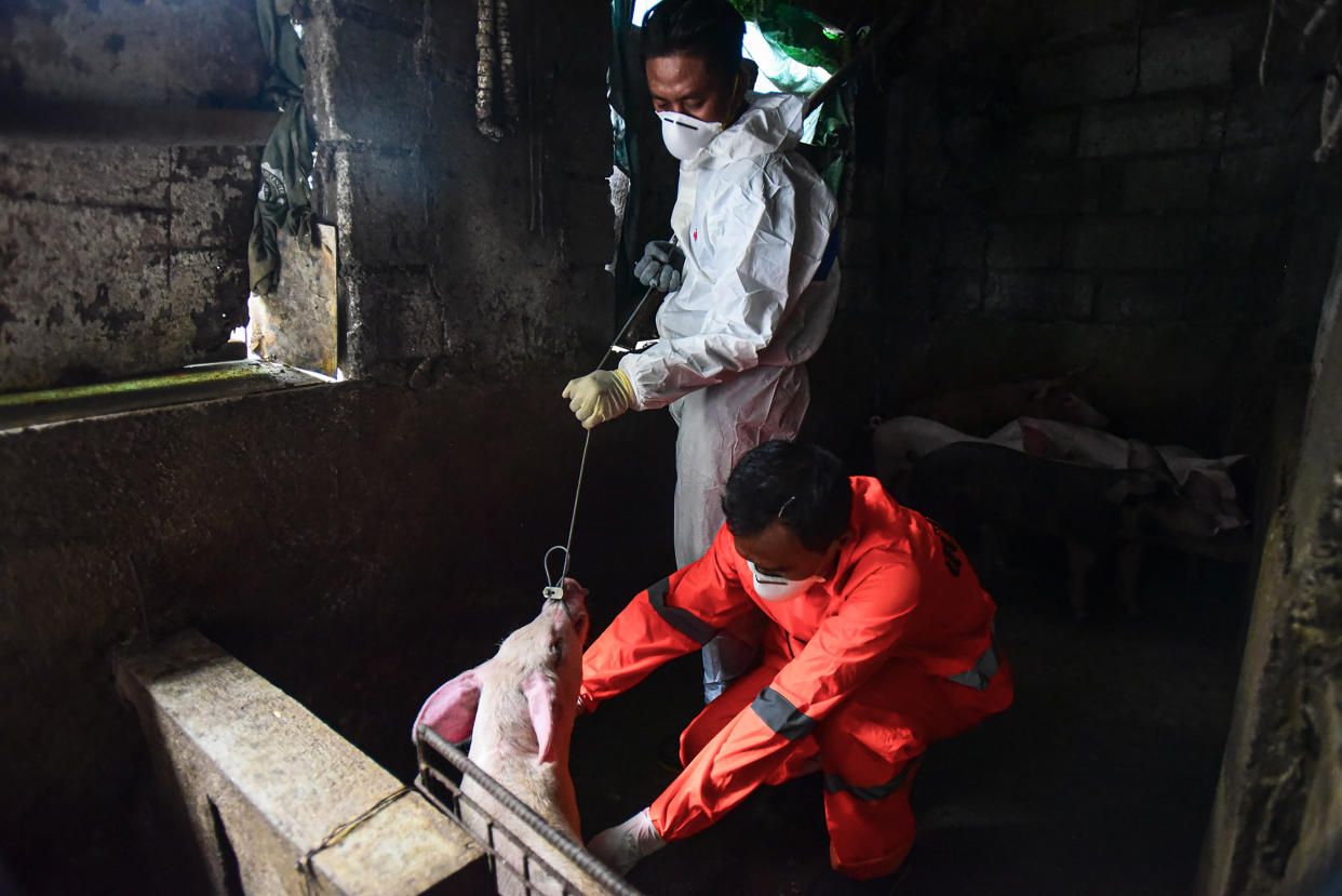 File Photo: City health official conduct monitoring and testing for African Swine Fever at a backyard piggery in Manila on September 17, 2019. (Photo: MARIA TAN/AFP via Getty Images)