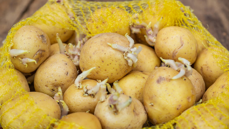 Sprouted potatoes