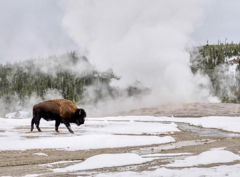 Buffalo beside Old Faithful in Yellowstone National Park - Will Robson