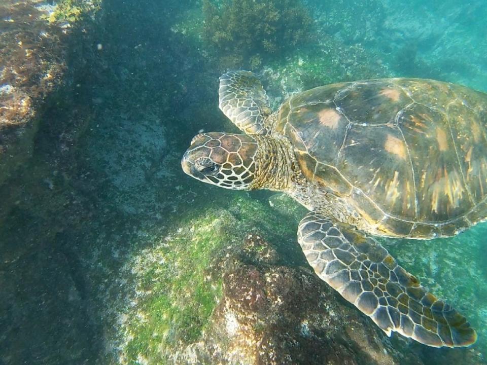 A sea turtle seen swimming underwater