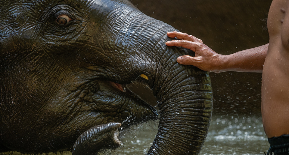 A mahout stroking an elephant's trunk.