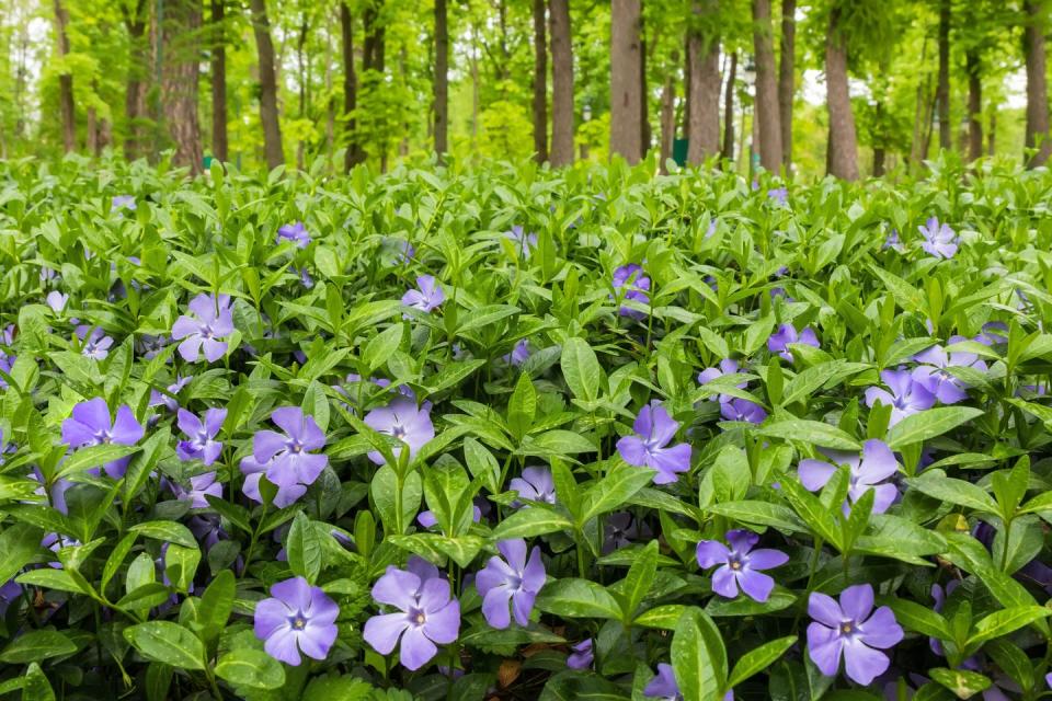 best shade perennials vinca