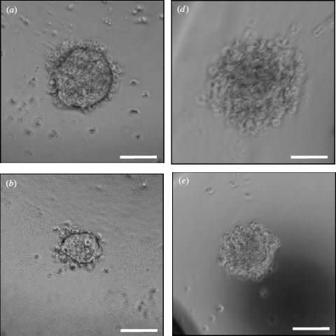 Scientists used 3D printing to form these aggregates of embryonic stem cells, shown here at 24 hours (left) and 48 hours (right) after printing.