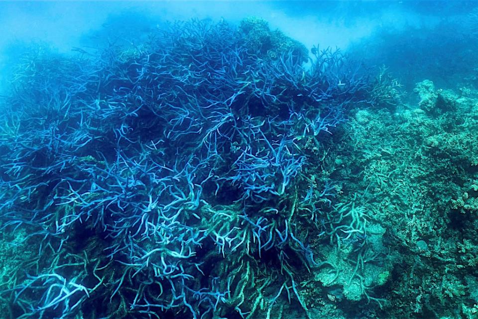 This file picture taken on 7 March 2022 shows the current condition of the coral on the Great Barrier Reef. The world’s largest natural reef system is suffering a ‘mass bleaching event’ as coral comes under heat stress from warmer seas, reef authorities said on 25 March (AFP via Getty Images)