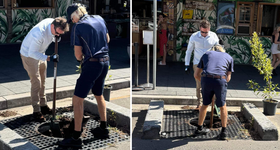 Council workers are seen planting a tree at the spot on Coogee beachfront earlier this year in two side-by-side images. 