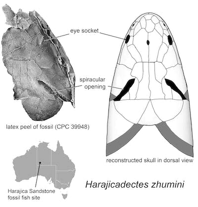 The skull of <em>Harajicadectes</em> seen from above, showing the enormous spiracles. Author provided