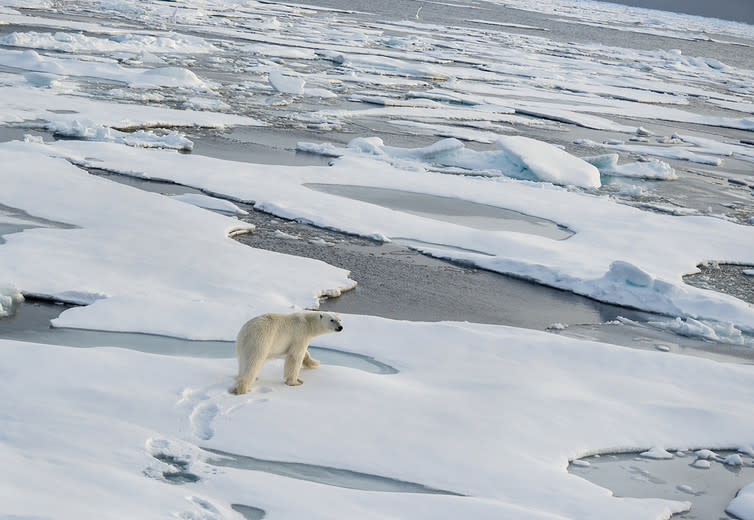 <span class="caption">A polar bear walks on the ice floes north of Svalbard.</span> <span class="attribution"><a class="link " href="https://www.shutterstock.com/image-photo/polar-bear-walking-across-vast-expanse-428511568?src=cTGuD0yuLx83f8SBBYu5HQ-1-3" rel="nofollow noopener" target="_blank" data-ylk="slk:wildestanimal/Shutterstock;elm:context_link;itc:0;sec:content-canvas">wildestanimal/Shutterstock</a></span>