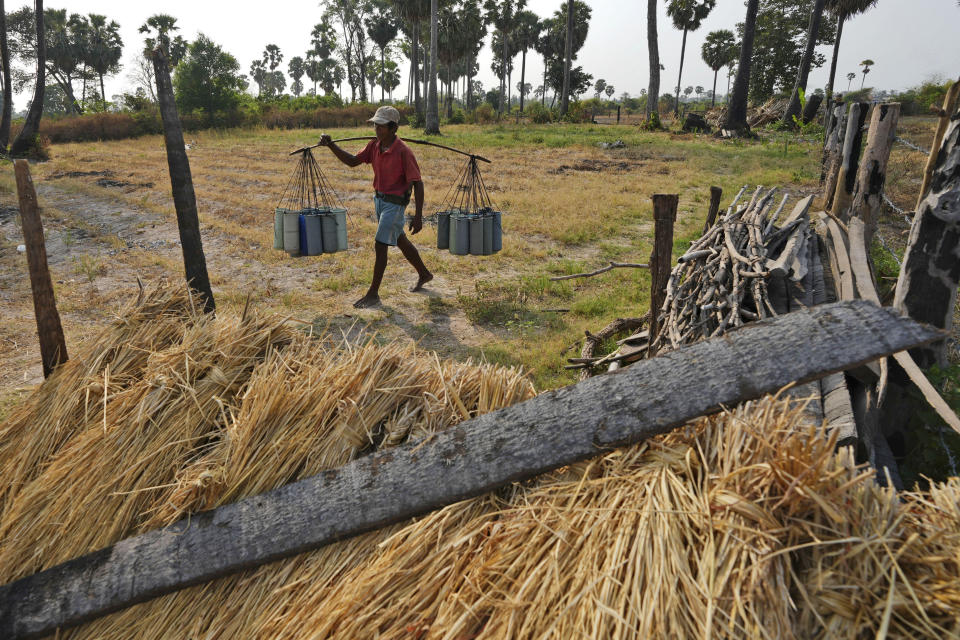 Chin Choeun, 54, walks with sap collected from palm trees at Trapang Ampel village, outside Phnom Penh, Cambodia, Friday, March 15, 2024. (AP Photo/Heng Sinith)