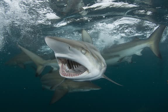 A blacktip shark gapes and displays 15 rows of teeth designed to aid its predation on schools of small fish.