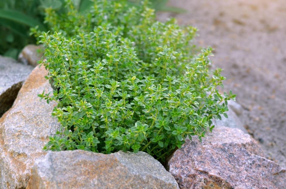 Plant perennials