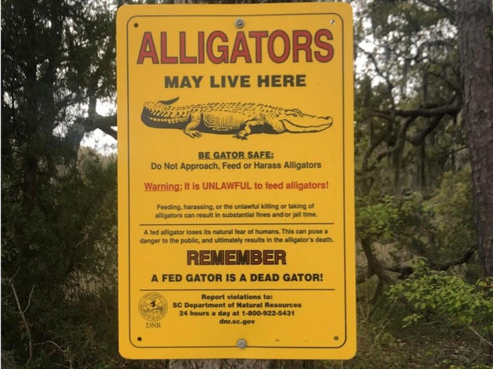 sign of alligators in charleston