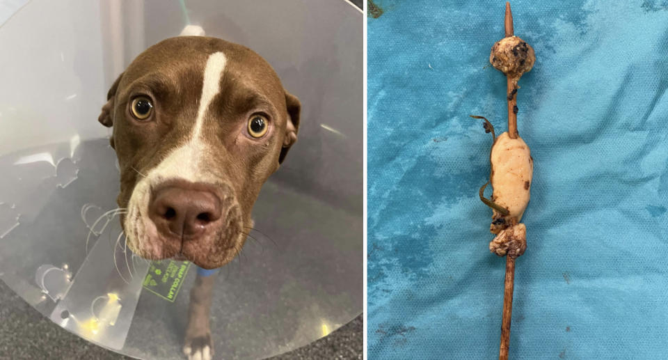 An ultrasound revealed a thin foreign object with a sharp tip in Luna's stomach which turned out to be a kebab. Source: Animal Emergency Service