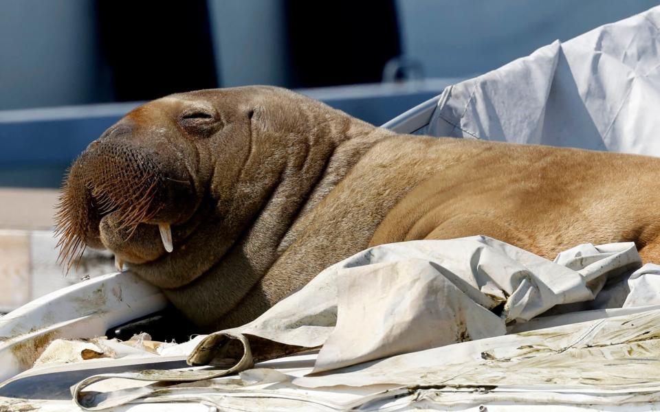 Freya has won adulation on social media for her habit of heaving her 1,300 pound body into nearby boats - TOR ERIK SCHRDER /AFP