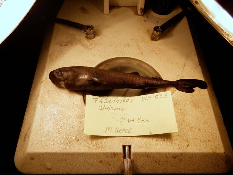 A new species of tiny shark which glows in the dark and squirts luminous liquid has been discovered in the Gulf of Mexico.It is only the third species of more than 500 known shark species which is believed to secrete fluorescent liquid.It has been named the American pocket shark, Mollisquama mississippiensis, due to its diminutive pocket-size and because of the mysterious pocket-like pouches near its front fins which it has been revealed are used to squirt little glowing clouds into the depths of the ocean.The specimen – a 5.6-inch (14cm) newborn male shark – was collected during a 2010 survey to find out what Gulf of Mexico sperm whales eat. Scientists trawled in an area and at a depth where tagged whales had been feeding.National Oceanic and Atmospheric Administration ichthyologist (fish scientist) Mark Grace had spent three years identifying the collected specimens, and this one, still showing an umbilical scar, was in the last bag he opened. “I’ve been in science about 40 years... I can usually make a pretty good guess [about a marine animal’s identity]”, he said. “I couldn’t with this one.”The only other pocket shark known to science – a 16-inch adult female caught in the Pacific Ocean off Peru in 1979 – also has a pouch next to each front fin, which scientists were unable to determine the function for. But with this one, they realised what they did.The muscular glands are lined with pigment-covered fluorescent projections, indicating they squirt luminous liquid, Grace and his collaborators wrote in the journal Zootaxa. The shark also has clusters of light-emitting cells dotted over its stomach. That makes it likely the one caught in 1979 and now in a Russian museum was also a light-squirter with a bioluminescent abdomen, though four decades pickled in formaldehyde have likely made it impossible to tell, Dr Grace said. The luminescence might conceal the shark from prey or from predators, he suggested. Differences between the two specimens include a possible pressure-sensitive organ the new species could use to detect motion hundreds of feet away and some differences in the teeth, the scientists wrote. The new species may also have as many as 10 fewer vertebrae than the other one, called Mollisquama parini.Dr Grace said it took a while to convince himself that he had something unusual: “I figured I was doing something wrong.” He called Tulane University scientists saying: “Look, I’ve got some really unusual deepwater stuff I want to archive in your collection, including a shark I can’t identify.” Scientists at the American Museum of Natural History in New York and the University of Florida’s Florida Museum of Natural History also became collaborators. A 2015 paper identified the shark as the second of its kind. It took years more, including high-resolution scans in the particle accelerator in Grenoble, France, to get more internal detail, to be sure it was a new species. Another European expert, Julien Claes, did cellular dissection of part of the pocket tissue to confirm its function. “He said, ‘Yes, these are the kind of cells that produce luminous fluid.’ So it’s pretty safe to say that’s what the one in Russia does,” Dr Grace said. The collaborations were exciting, he added.“I don’t get over it. I just remind myself this is one of the great parts of science, to have collaborations like that.”Dean Grubbs, a Florida State University scientist and former president of the American Elasmobranch Society – scientists who study sharks, skates and rays – and who was not involved in the research, told AP: “You have this tiny little bulbous luminescent shark cruising around in the world’s oceans and we know nothing about them. “It shows us how little we actually know.”Additional reporting by AP