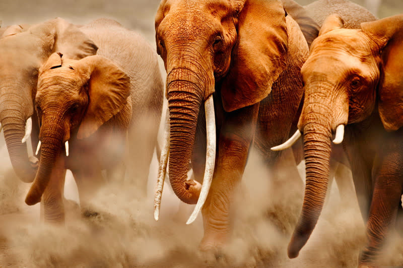 African elephant (Loxodonta africana) herd on the move. In the middle, cow elephant with exceptionally long tusks. Amboseli National Park, Kenya. Distribution Sub-Saharan Africa.