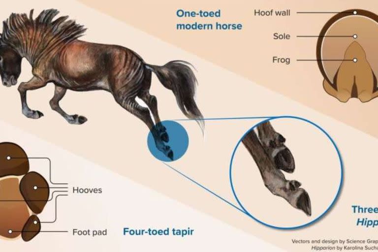 Vista plantar (debajo) de las patas de un tapir de cuatro dedos (izquierda) y un caballo de un dedo (derecha). En el medio, una reconstrucción del extinto caballo de tres dedos Hipparion.