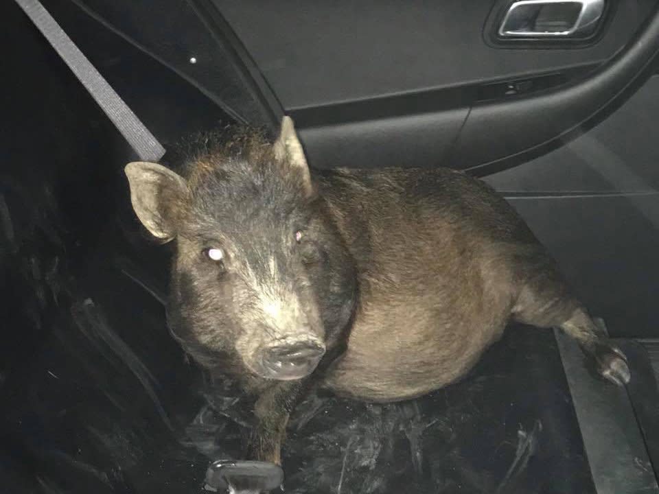 The marauding swine was 'wrangled' into a police car and later returned to its owner: North Ridgeway Police Department