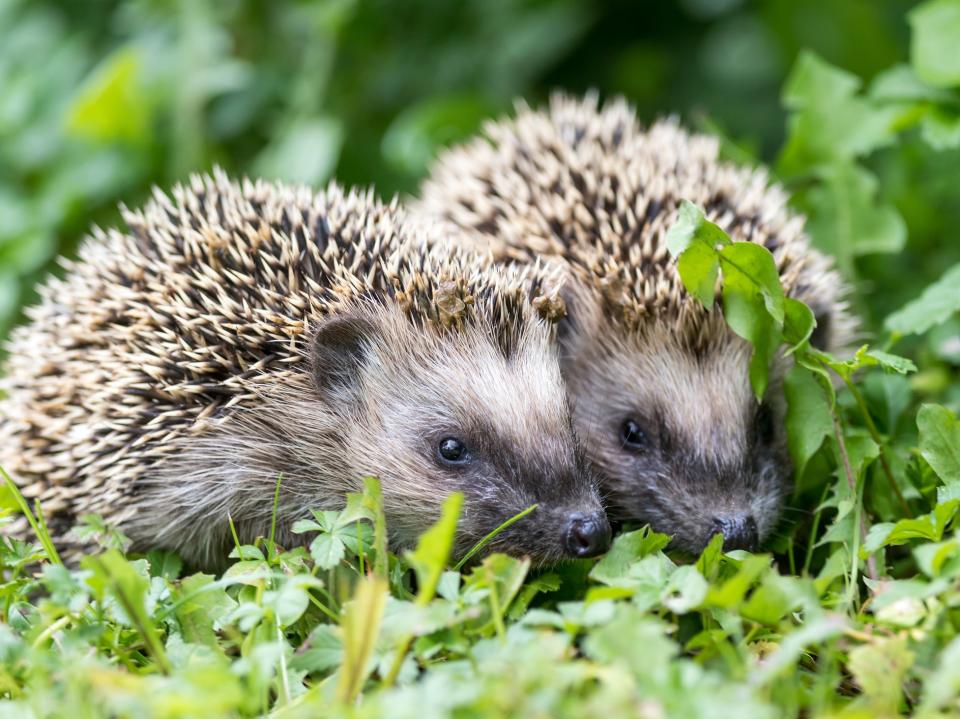 The UK’s hedgehog numbers may have collapsed by as much as 97 per cent since the 1950s, research has suggested (Getty Images/iStockphoto)