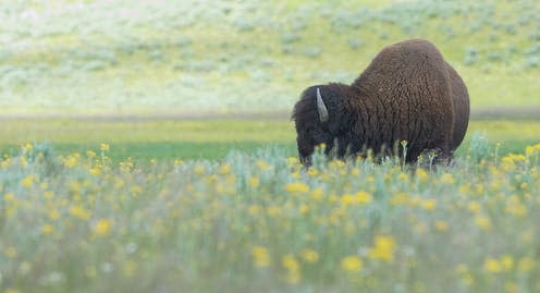 <span class="caption">Unlike mammoths, bison survived in Alaska at the end of the last ice age.</span> <span class="attribution"><a class="link " href="https://unsplash.com/photos/QvCcqTHlLCE" rel="nofollow noopener" target="_blank" data-ylk="slk:Hans Veth/Unsplash;elm:context_link;itc:0;sec:content-canvas">Hans Veth/Unsplash</a>, <a class="link " href="http://creativecommons.org/licenses/by-sa/4.0/" rel="nofollow noopener" target="_blank" data-ylk="slk:CC BY-SA;elm:context_link;itc:0;sec:content-canvas">CC BY-SA</a></span>