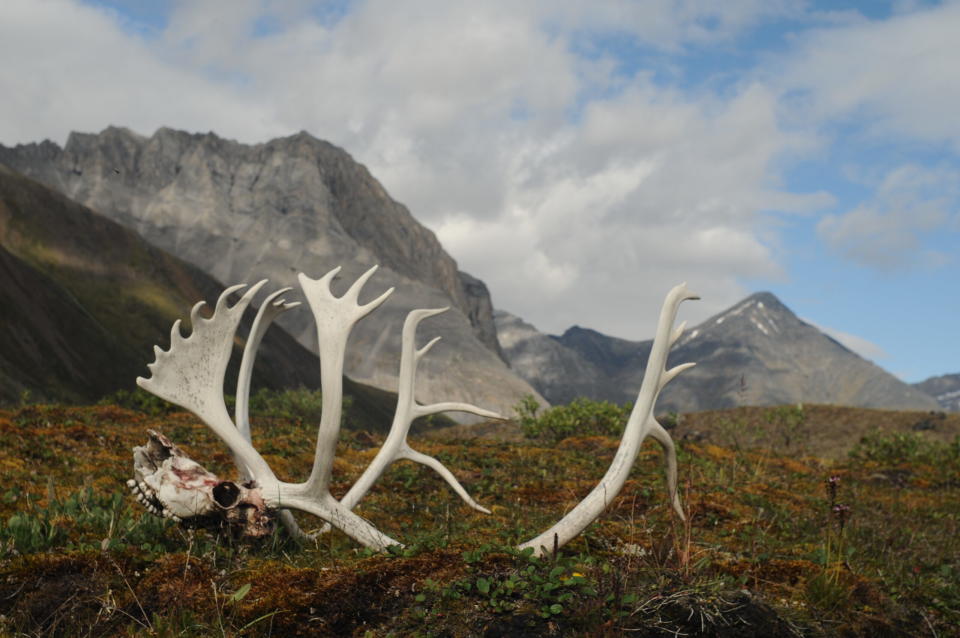 Antlers and a skull from a dead caribou are seen on Aug. 1, 2014, on the ground in the Oolah Valley of Gates of the Arctic National Park and Preserve. (Photo by Cadence Cook/National Park Service)