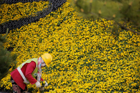 A worker places a pot into a flower arrangement marking the upcoming Belt and Road Forum in Beijing, China April 19, 2019. Picture taken April 19, 2019. REUTERS/Thomas Peter