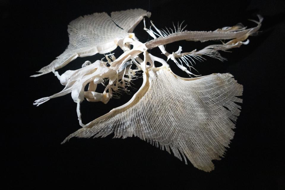 A stingray skeleton