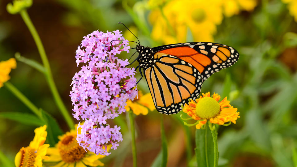 Butterfly on pink flower