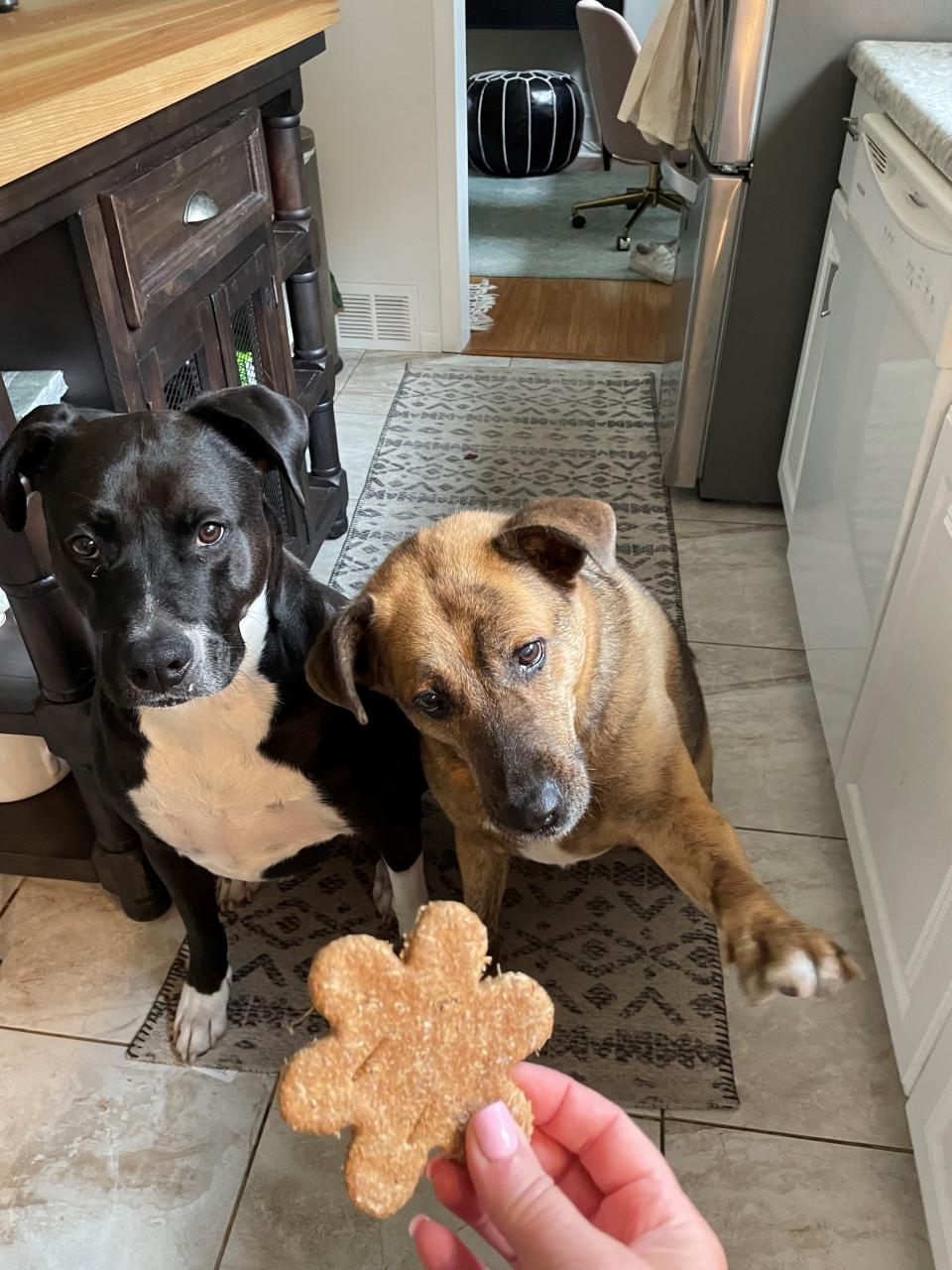 The author's dogs: Romeo, left, and Jessie. Jessie offers her trademark handshake for a treat in August 2023.