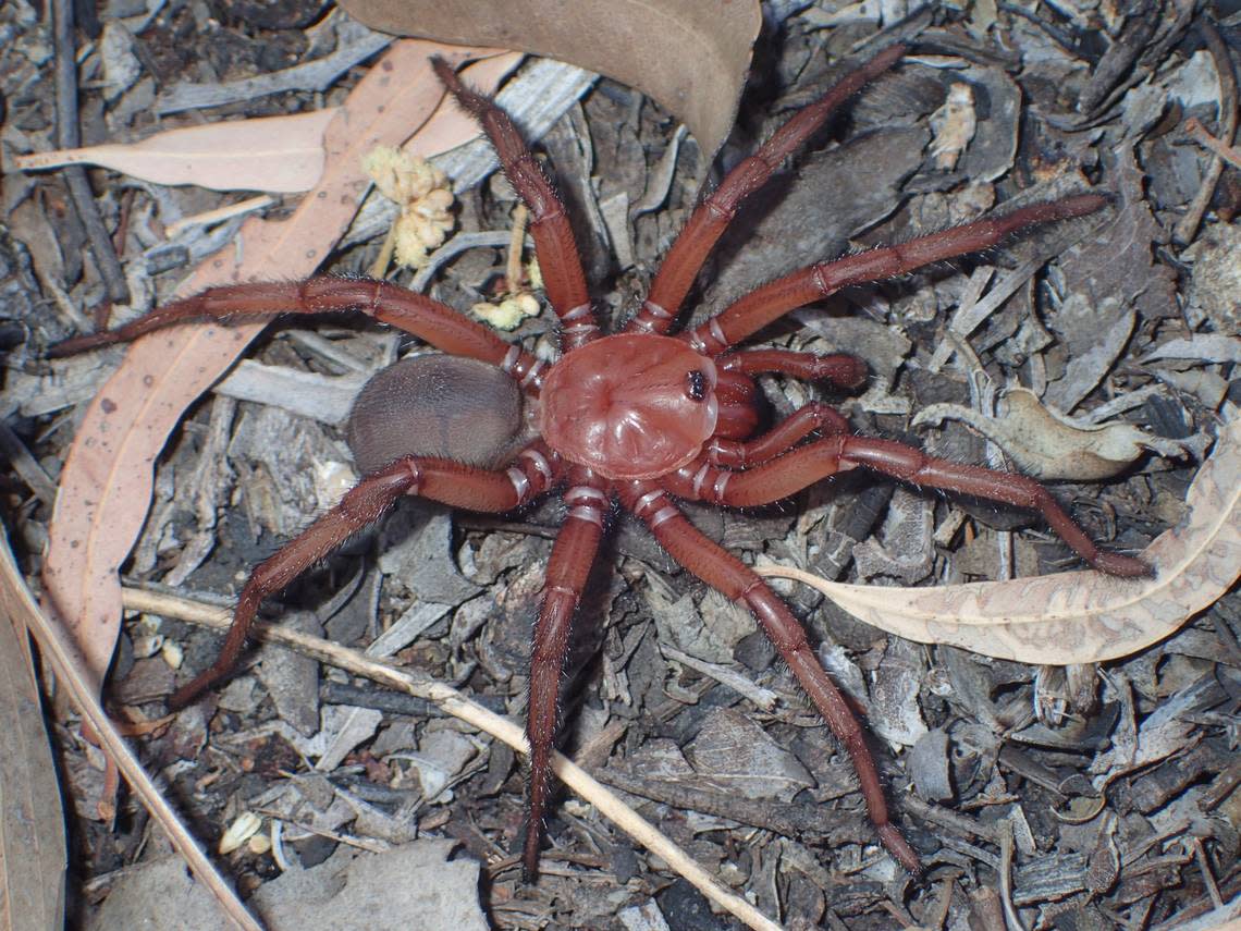 A male Euoplos dignitas trapdoor spider.