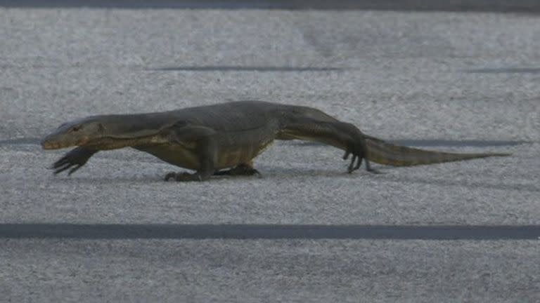 El lagarto que se animó a cruzar la pista del Gran Premio de Singapur