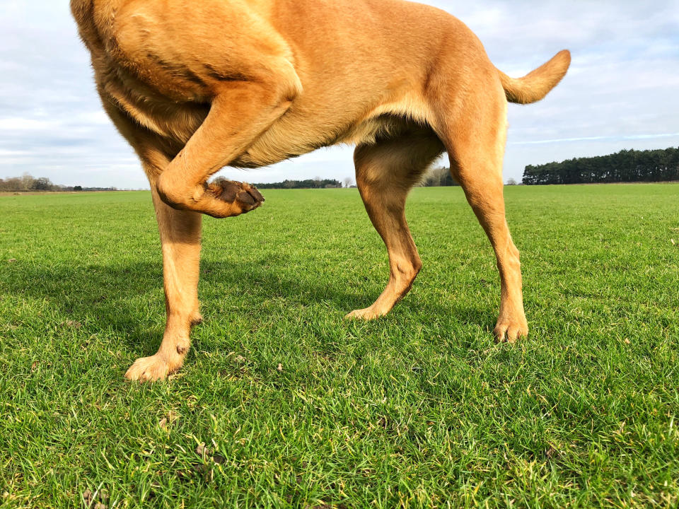 Low angle view of a pet dog with a limp and lifting its leg off the floor in pain. (Photo via Getty Images)