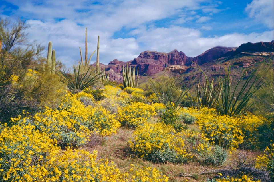 Parker League’s body was found in Tonto National Forest (Getty)