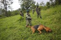 In this picture taken Thursday Aug. 12, 2012, Park rangers patrol in the Virunga National Park near Rumangabo, some 60 kms (40 miles) north of Goma, eastern Congo. Virtually every rebellion that has confronted Congo in the past 30 years has started in Virunga, Africa’s oldest national park created under Belgian rule in 1925. The number of rangers protecting Virunga is down from about 1,000 to a dedicated staff of 271. They include 48 new recruits trained by retired Belgian Special Forces. Once there were 4,000 soldiers based in the park, some of whom were involved in the illegal charcoal trade. Today, there are just 200 soldiers who are provided with food, communications and transport to encourage them to behave.(AP Photo/Jerome Delay)