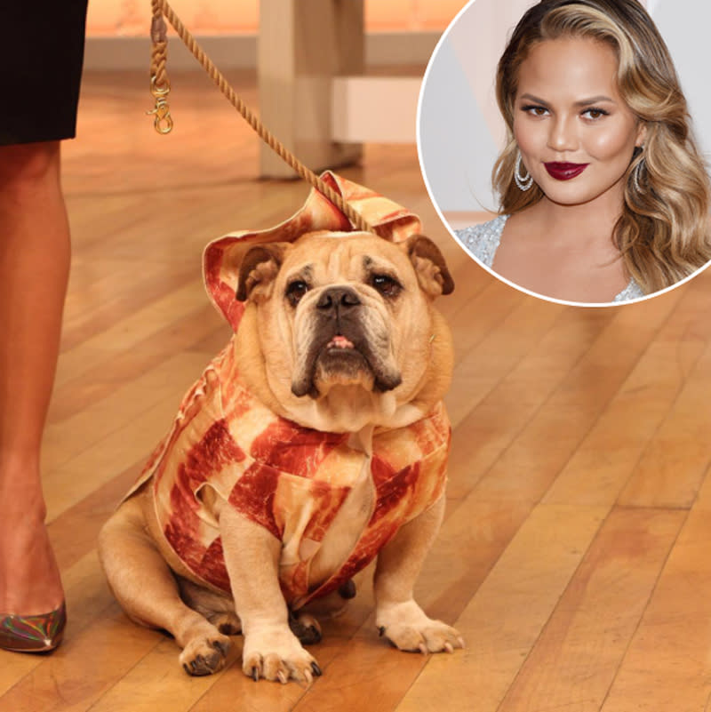 <p><span>Of course, Chrissy Teigen dresses up her pets for Halloween. In 2015, Puddy was <a rel="nofollow noopener" href="https://www.instagram.com/p/9YtofnJjTd/" target="_blank" data-ylk="slk:a strip of bacon;elm:context_link;itc:0;sec:content-canvas" class="link ">a strip of bacon</a>. </span>(Photo: Instagram/Chrissy Teigen) </p>