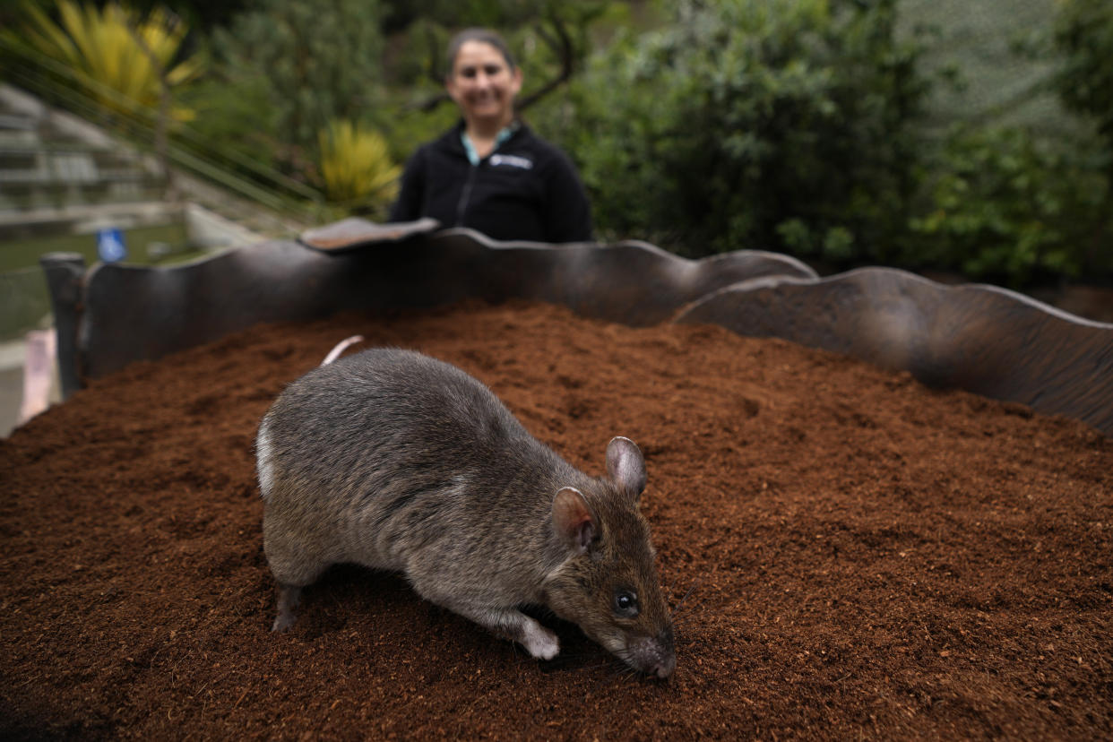 San Diego Zoo wildlife care specialist Lauren Credidio, behind, looks on as Runa, an African giant pouched rat, searches for a pouch of chamomile tea during a presentation at the zoo Thursday, April 13, 2023, in San Diego. African giant pouched rats like Runa are best known for ferreting out landmines and other explosive material on old battlefields in Angola, Mozambique and Cambodia, earning them the nickname “hero-rats.” Efforts are underway to expand the use of their keen sense of smell to finding people trapped in collapsed buildings, detecting diseases in laboratory samples and alerting officials to illegal goods at ports and airports. (AP Photo/Gregory Bull)