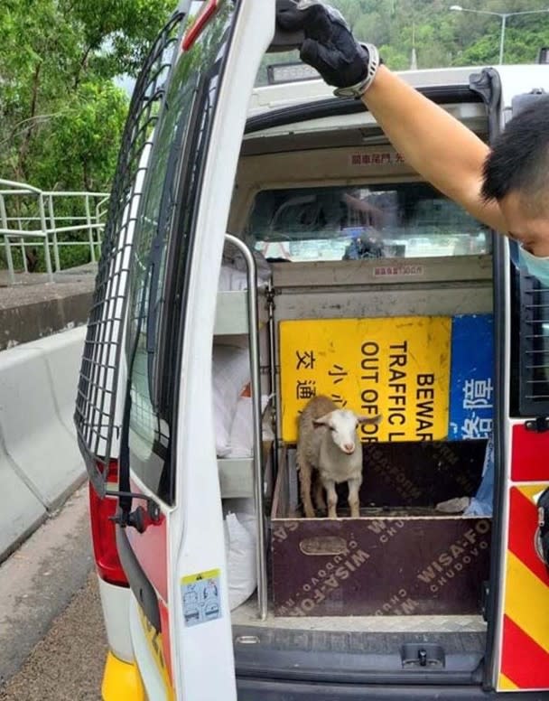 迷途小羔羊被安放在警車上。
