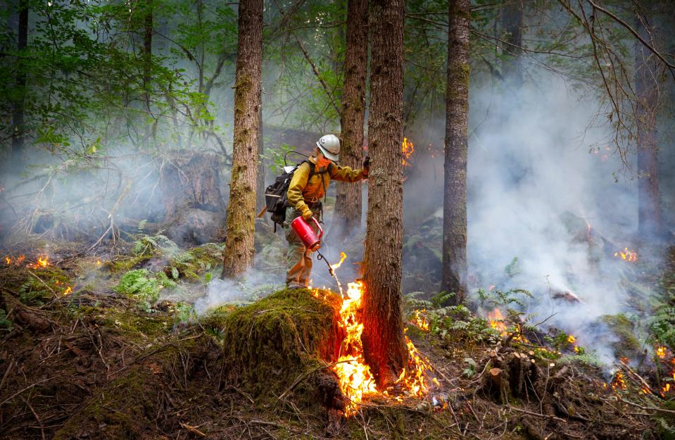 A firefighter lights a back burn along the 1928 Road east of Oakridge, Oreg. Thursday, Sept. 15, 2022.