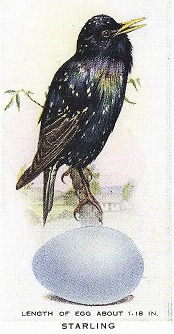 Artwork of a starling and its egg.